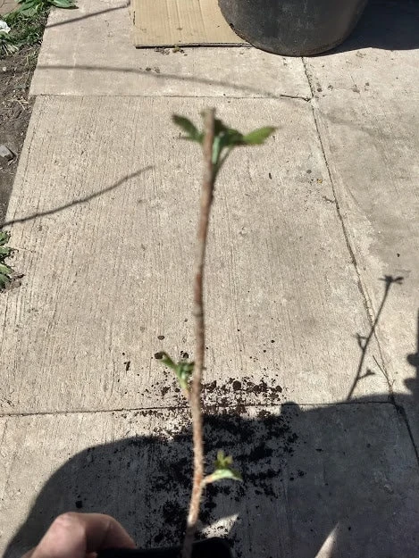 Ponca Thornless Blackberry Live Plant - Rooted Starter - Zones 5-9 - Image 3