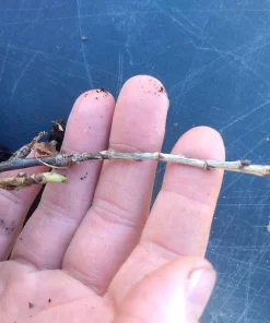 Ponca Thornless Blackberry Live Plant - Rooted Starter - Zones 5-9 - Image 4