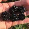 Ponca Thornless Blackberry Live Plant - Rooted Starter - Zones 5-9 - Image 1