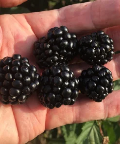 Ponca Thornless Blackberry Live Plant - Rooted Starter - Zones 5-9 - Image 1