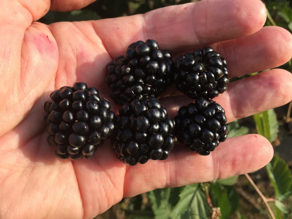 Ponca Thornless Blackberry Live Plant - Rooted Starter - Zones 5-9 - Image 1