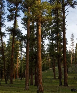 Ponderosa Pine Tree - 6-12