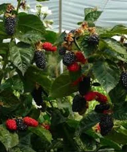 Prime Ark Freedom Blackberry Plant Thornless Bare Root Starter Fruit Bush - Image 2