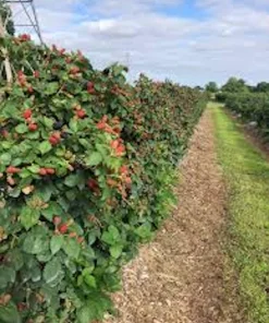 Prime Ark Freedom Blackberry Plant Thornless Bare Root Starter Fruit Bush - Image 3