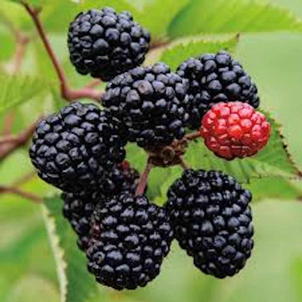 Prime Ark Freedom Blackberry Plant Thornless Bare Root Starter Fruit Bush - Image 1