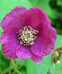 Purple Flowering Raspberry Live Plant - Thornless, Self-Pollinating, Ornamental - Image 2