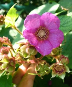 Purple Flowering Raspberry Live Plant - Thornless, Self-Pollinating, Ornamental - Image 3
