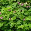 Purple Flowering Raspberry Live Plant - Thornless, Self-Pollinating, Ornamental - Image 1