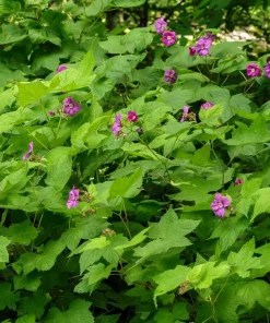 Purple Flowering Raspberry Live Plant - Thornless, Self-Pollinating, Ornamental - Image 1