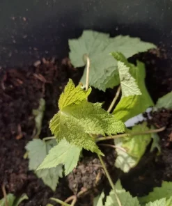Purple Flowering Raspberry Live Plant - Thornless, Self-Pollinating, Ornamental - Image 4
