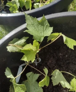 Purple Flowering Raspberry Live Plant - Thornless, Self-Pollinating, Ornamental - Image 5