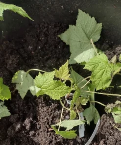 Purple Flowering Raspberry Live Plant - Thornless, Self-Pollinating, Ornamental - Image 6