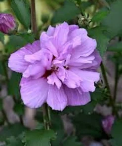 Purple Rose of Sharon Hibiscus syriacus Live Plant 12-24" Tall Starter Quart Pot - Image 2