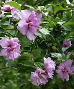 Purple Rose of Sharon Hibiscus syriacus Live Plant 12-24