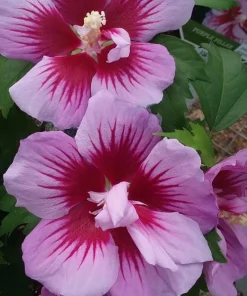 Purple Rose of Sharon Hibiscus syriacus Live Plant 12-24