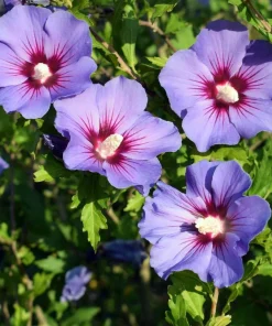Purple Rose of Sharon Hibiscus syriacus Live Plant 12-24