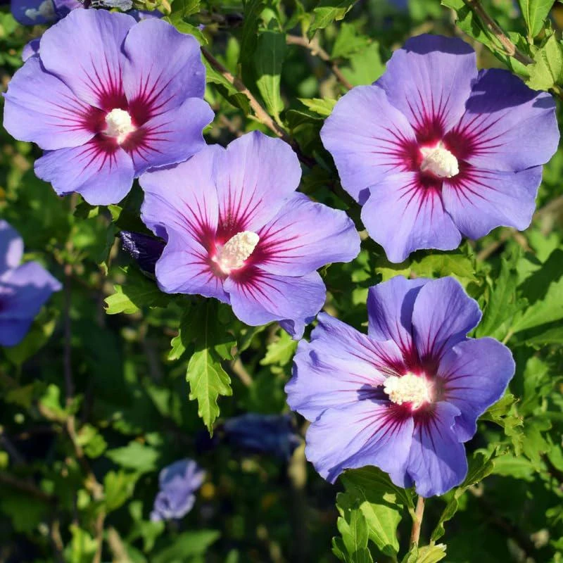 Purple Rose of Sharon Hibiscus syriacus Live Plant 12-24" Tall Starter Quart Pot - Image 1