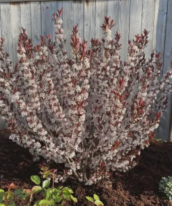 Purpleleaf Sand Cherry Shrub Live Plant - 12-24" Tall Prunus x Cistena Quart Pot Outdoor - Image 2
