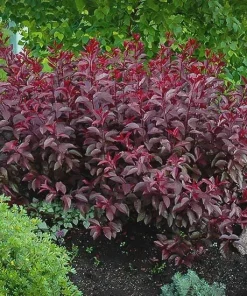 Purpleleaf Sand Cherry Shrub Live Plant 12-24