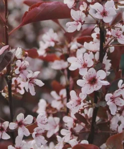 Purpleleaf Sand Cherry Shrub Live Plant 12-24