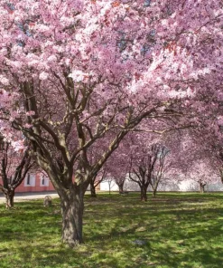 Purpleleaf Sand Cherry Shrub Live Plant 12-24