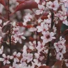 Purpleleaf Sand Cherry Shrub Live Plant 12-24" Tall, Quart Pot, Outdoor - Image 1