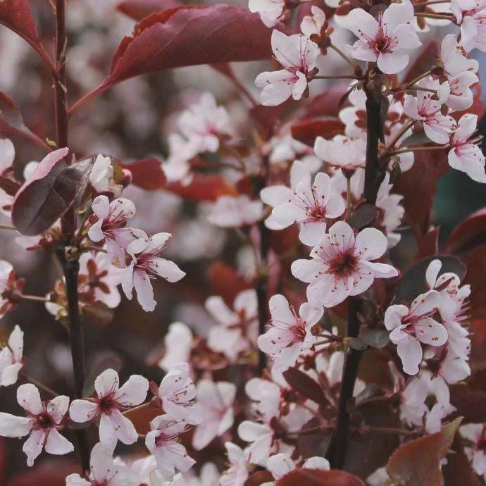Purpleleaf Sand Cherry Shrub Live Plant 12-24" Tall, Quart Pot, Outdoor - Image 1