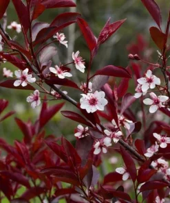 Purpleleaf Sand Cherry Shrub Live Plant - Prunus cistena - 12-24