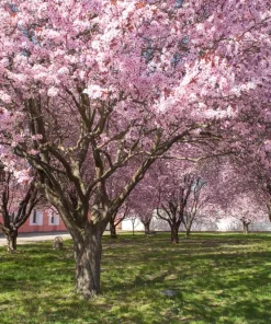 Purpleleaf Sand Cherry Shrub Live Plant - Prunus cistena - 12-24