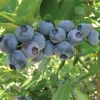 Rebel Blueberry Starter Plug - Vaccinium corymbosum Live Plant - Southern Highbush - Image 1