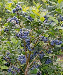 Rebel Blueberry Starter Plug - Vaccinium corymbosum Live Plant - Southern Highbush - Image 4