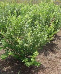 Rebel Blueberry Starter Plug - Vaccinium corymbosum Live Plant - Southern Highbush - Image 7