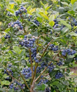 Rebel Blueberry Starter Plug - Vaccinium corymbosum Live Plant - Southern Highbush - Image 8
