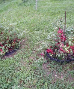 Red Bush Cherry Live Plant - Rooted Starter - Tart Edible Fruit - Zones 3-8 - Image 2