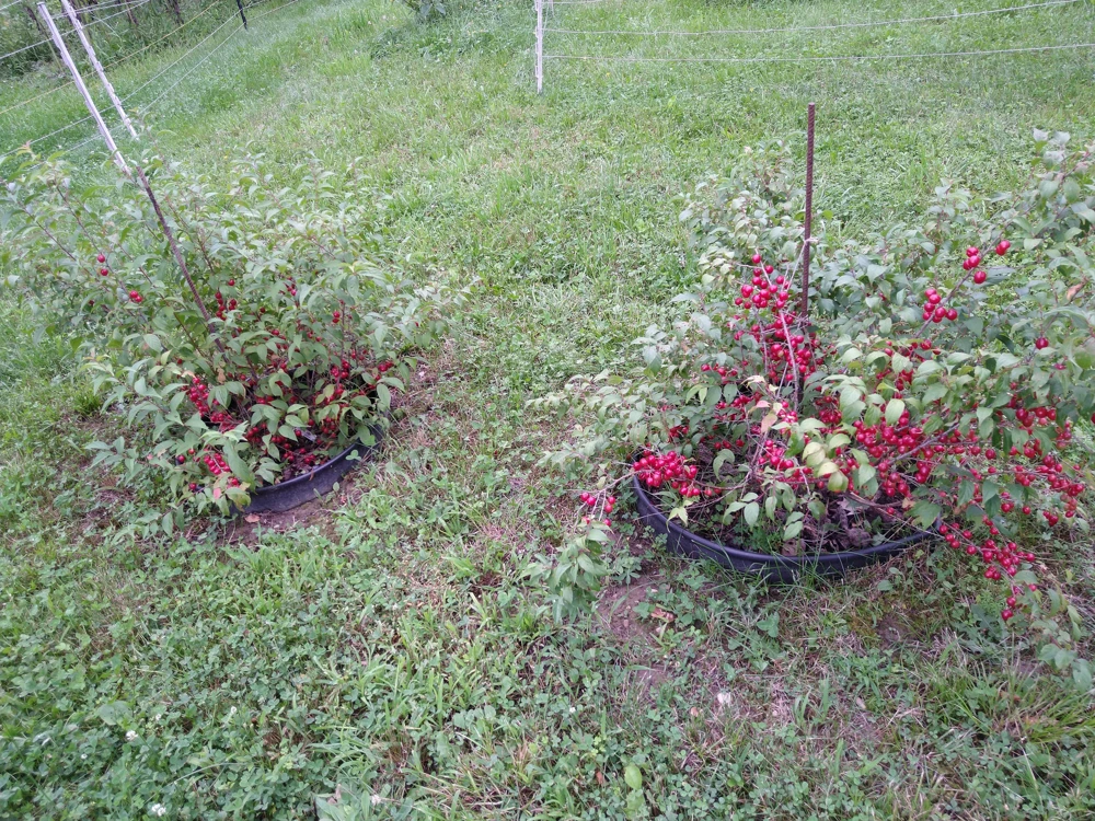 Red Bush Cherry Live Plant - Rooted Starter - Tart Edible Fruit - Zones 3-8 - Image 2
