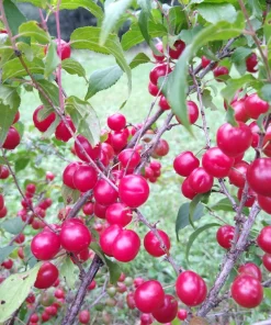 Red Bush Cherry Live Plant - Rooted Starter - Tart Edible Fruit - Zones 3-8 - Image 3