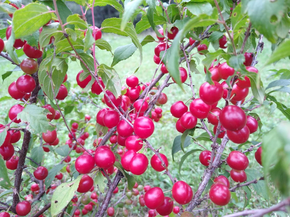 Red Bush Cherry Live Plant - Rooted Starter - Tart Edible Fruit - Zones 3-8 - Image 3