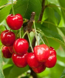 Red Bush Cherry Live Plant - Rooted Starter - Tart Edible Fruit - Zones 3-8 - Image 4