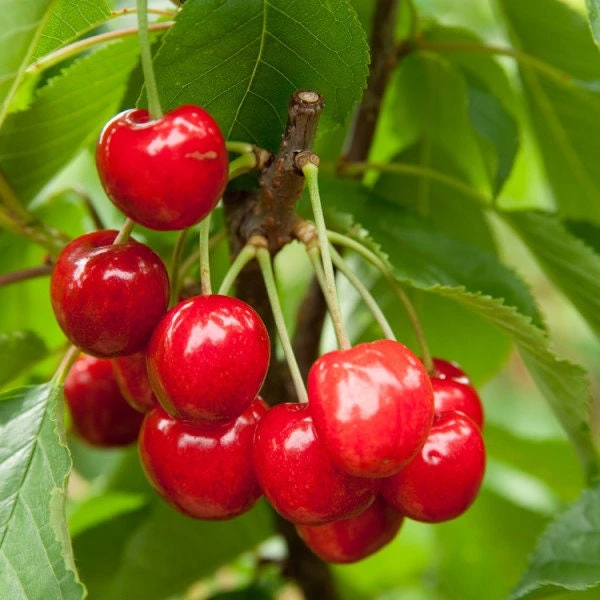Red Bush Cherry Live Plant - Rooted Starter - Tart Edible Fruit - Zones 3-8 - Image 4