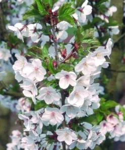 Red Bush Cherry Live Plant - Rooted Starter - Tart Edible Fruit - Zones 3-8 - Image 5