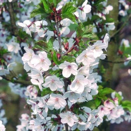 Red Bush Cherry Live Plant - Rooted Starter - Tart Edible Fruit - Zones 3-8 - Image 5