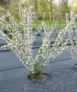 Red Bush Cherry Live Plant - Rooted Starter - Tart Edible Fruit - Zones 3-8 - Image 6