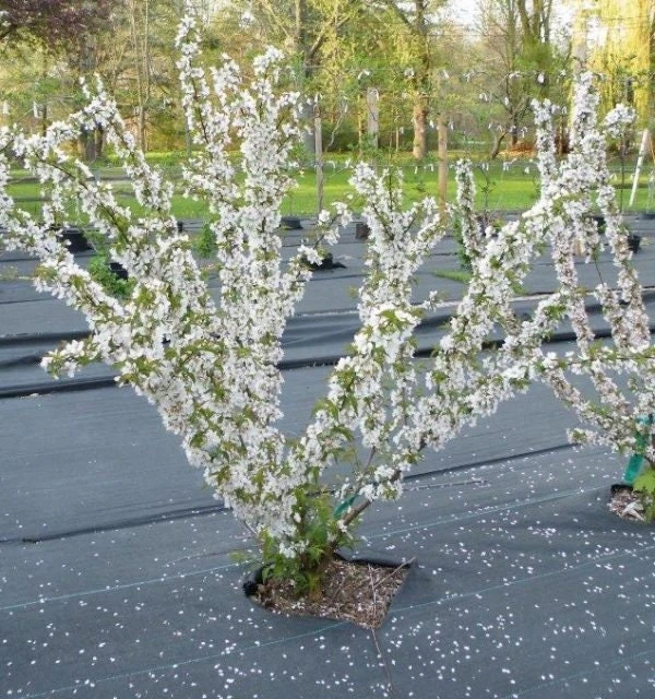 Red Bush Cherry Live Plant - Rooted Starter - Tart Edible Fruit - Zones 3-8 - Image 6