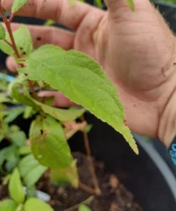 Red Bush Cherry Live Plant - Rooted Starter - Tart Edible Fruit - Zones 3-8 - Image 7