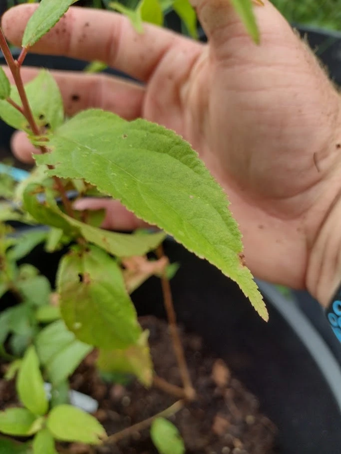 Red Bush Cherry Live Plant - Rooted Starter - Tart Edible Fruit - Zones 3-8 - Image 7