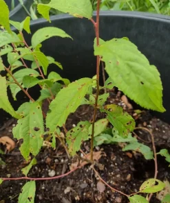Red Bush Cherry Live Plant - Rooted Starter - Tart Edible Fruit - Zones 3-8 - Image 8
