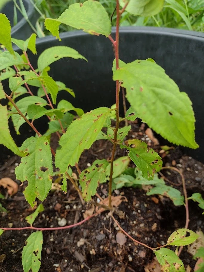 Red Bush Cherry Live Plant - Rooted Starter - Tart Edible Fruit - Zones 3-8 - Image 8