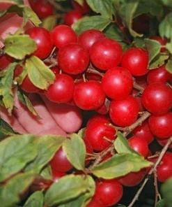 Red Bush Cherry Live Plant - Rooted Starter - Tart Edible Fruit - Zones 3-8 - Image 1