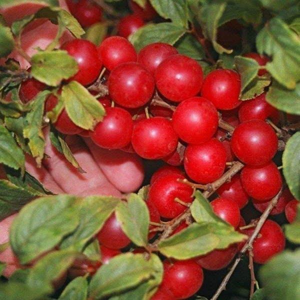 Red Bush Cherry Live Plant - Rooted Starter - Tart Edible Fruit - Zones 3-8 - Image 1