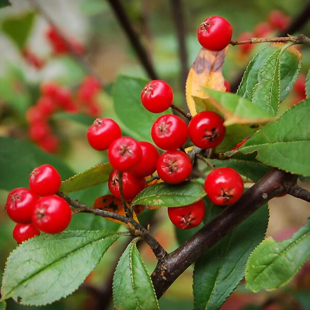 Red Chokeberry Shrub Live Plant – Aronia arbutifolia – 6-12" Starter Plug Quart Pot - Image 1